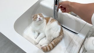 シンクの中で遊んでた子猫に水道水を出してみたら反応がかわいすぎたw