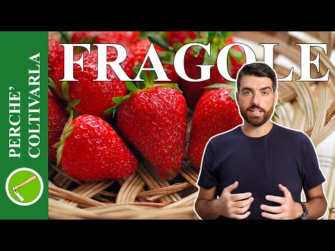 Video: Trajtimi i Rhizoctonia në luleshtrydhe – Mësoni rreth Kërpudhave Rhizoctonia Strawberry