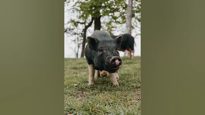 wild boar facts #shorts #facts #animal #wildboar