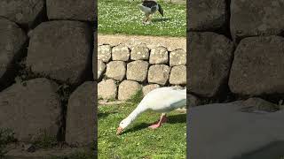 Weiße Gans vertreibt ihren Rivalen 🪿😄 | Venlo Niederlande
