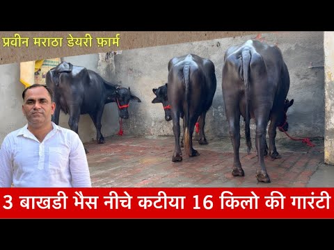 3 बाखडी भैस नीचे कटीया 16 किलो की गारंटी के साथ  Parveen Maratha Dairy Farm ✅