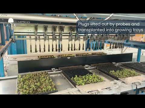Our New Transplanting Machine Here at Alba Trees! 🌱 - video from ALBA TREES