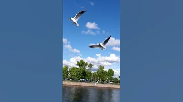 Чайки. Иоанновский мост. Петропавловская крепость.  Санкт-Петербург.