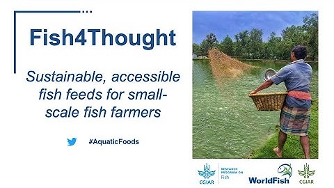 Fish4Thought: Sustainable, accessible fish feeds for small-scale fish farmers