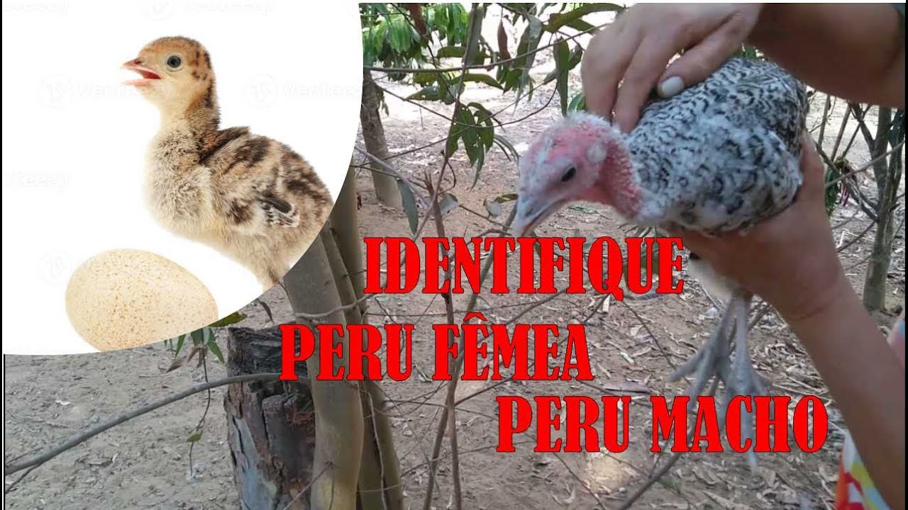 Como identificar peru Macho e peru Femea YouTube