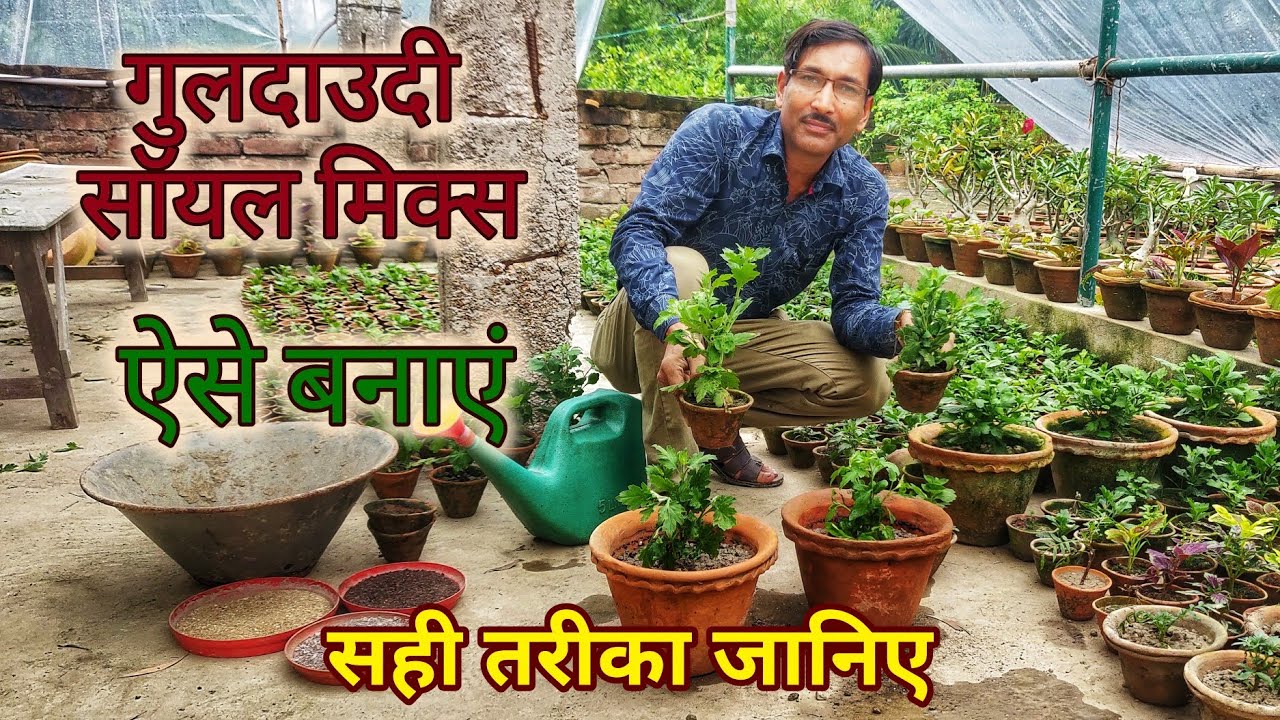 गुलदाउदी का सॉइल मिक्स कैसा हो ? Chrysanthemum Soil mix