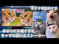 歴代最低評価だった新作ラブライブ【猫ミーム】 #猫マニ #猫ミーム