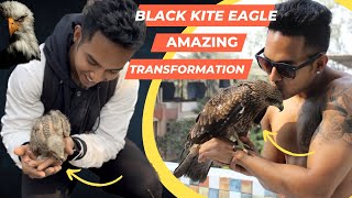 Black kite eagle 🦅 🇮🇳|| TRUE STORY || Amazing #transformation #rescue #blackkiteeagle #eagle