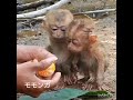 孤児の子猿達に餌を与えるボランティアさん