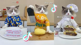 That Little Puff | Cats Make Food 😻 | Kitty God & Others | TikTok 2024 #30
