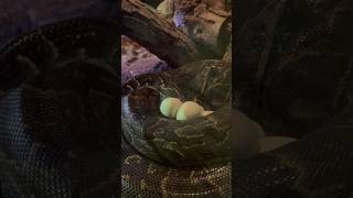 Espectacular puesta de huevos de la #serpiente más grande de África 🐍 Pitón de Seba en #BIOPARC