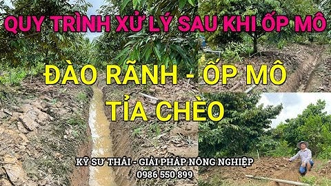 Tập 93: Quy Trình Xử Lý Sau Khi Sẽ Rãnh Ốp Mô Để Cây Sung Tốt| Kỹ Sư Thái 0986550899
