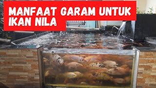 MANFAAT GARAM UNTUK BUDIDAYA IKAN NILA @vilafish