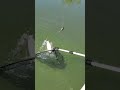 Fishing #shorts