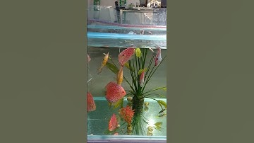 CÁC ĐĨA BỒ CÂU