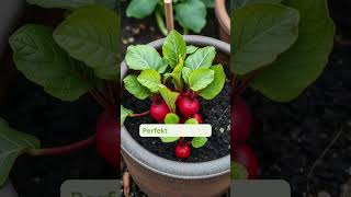 Warum Radieschen perfekt für Anfänger sind #garden #fy #gardening