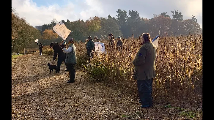 Driven Pheasant Shooting - Beaters Day