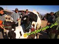 علاش البقرة كتنقز فوق ولدها🤔 شوفو علاش مع ثمن الأبقار و الأغنام من سوق گيسر 2 أكتوبر، 2020