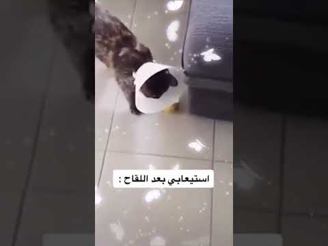 نبذة عن استيعابي مقاطع تيك توك