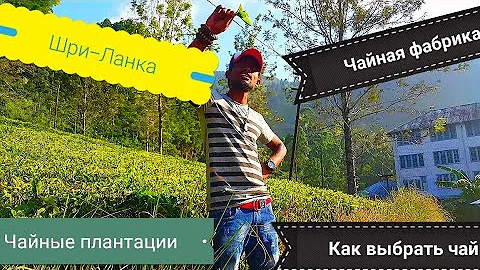 Чайная фабрика на Шри-Ланке, как выбрать Цейлонский чай. 4К