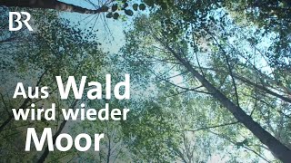 Pionierprojekt fürs Klima: Wiedervernässung von Waldmooren | Schwaben & Altbayern | BR