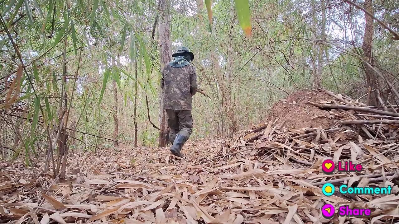 The way of life of trekking to find firewood🌳วิถีชีวิตเดินป่าหาไม้ฟืน🪵