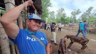 Terneros de Pacha para pegarlos en Las Vacas. Madres Sustitutas El Salvador On