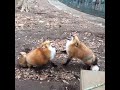 Laughing Fox Vine 