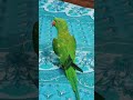 Talking Parrot || Parrot Sound #youtubeshorts#viral# parrot voice