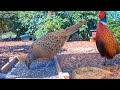 Highlights Today (baby birds, hedgehogs, pheasants,...) Recke, Germany - 06. May 2020