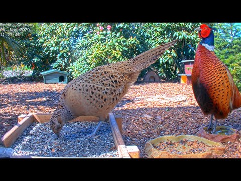 Recke Wildlife Feeder Highlights A live cam preview