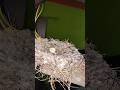 Bird's nest above the fan #viral #shorts #biswasdhm