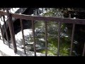 甲府市遊亀公園付属動物園 ゴマフアザラシ。 の動画、YouTube動画。