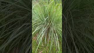 Gwalina Omusango Ogwalema Edagala Lilino