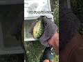 Subscribe if you like fishing!🎣 #fishing #shorts