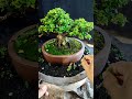 Perbanyak Bahan Mirten, Dengan Cara di Stek‼️#asmr #bonsai #bonsaitree #garden #gardening #plants