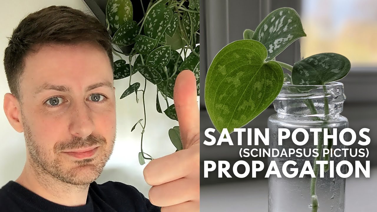 How to Propagate a Satin Pothos (Scindapsus Pictus) #houseplant #satin # pothos #propagation - YouTube