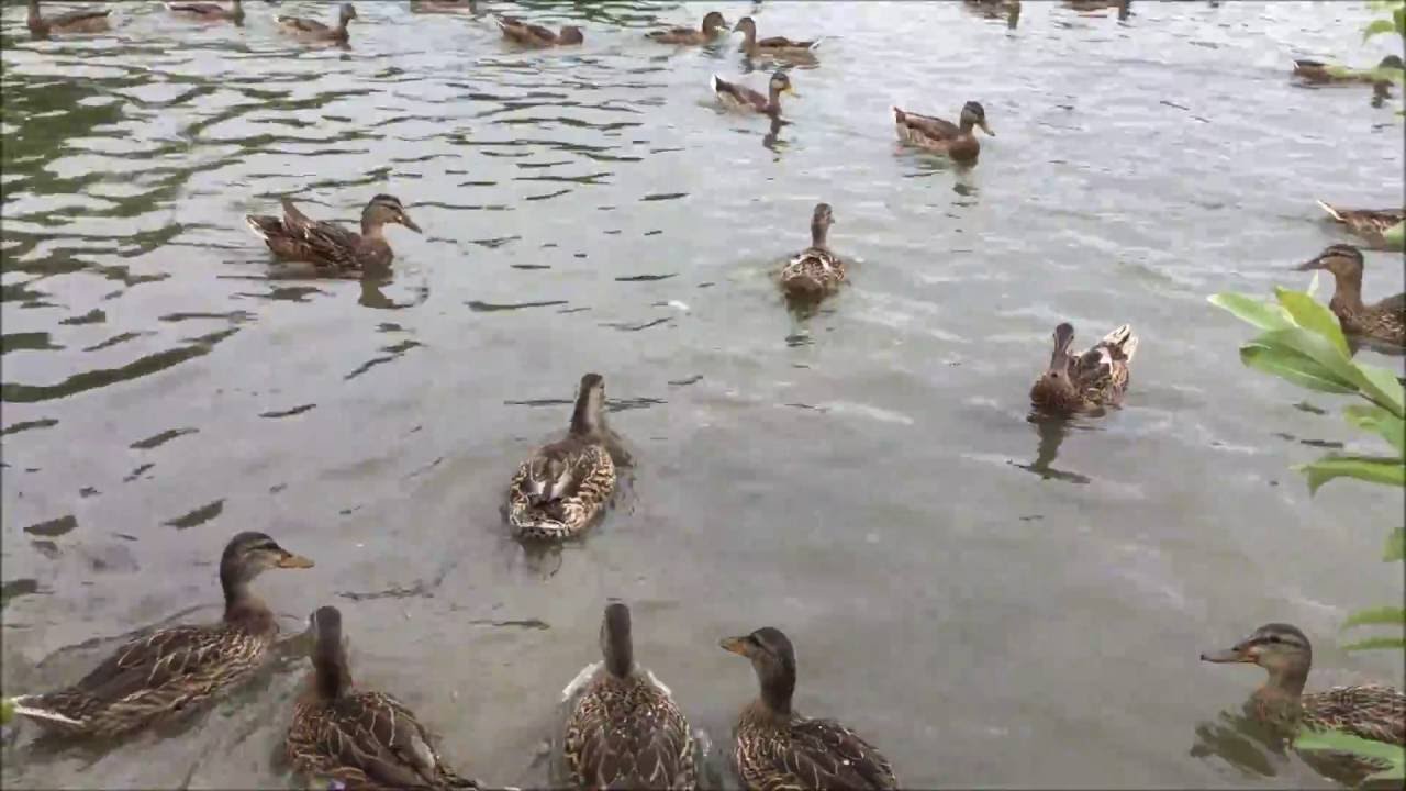 FEEDING DUCKS AT THE PARK Centennial Park YouTube FEEDING DUCKS AT THE PARK Centennial Park YouTube
