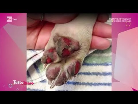 Video: Animali Domestici Sterilizzati: Come Questo Veterinario Gestisce Il 