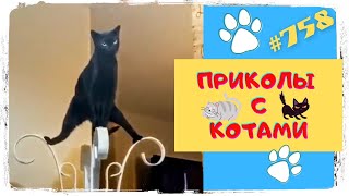 ПРИКОЛЫ С КОТАМИ 🙀 И КОШКАМИ 🐈 Смешные Коты 😂 Funny Cats #758