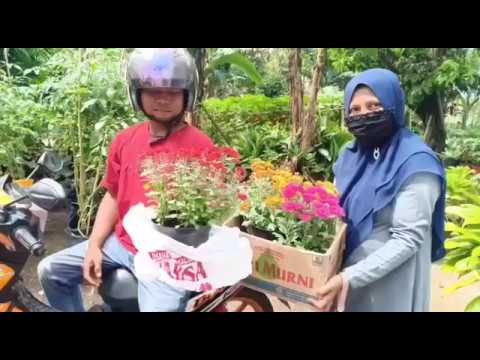 Video: Krisan Kuning (49 Foto): Bunga Peony Dan Jarum, Varietas 