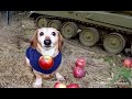 собака на сво