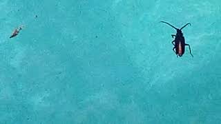 Large Bug In The Pool At Tuson, Arizona Warning Super Gross