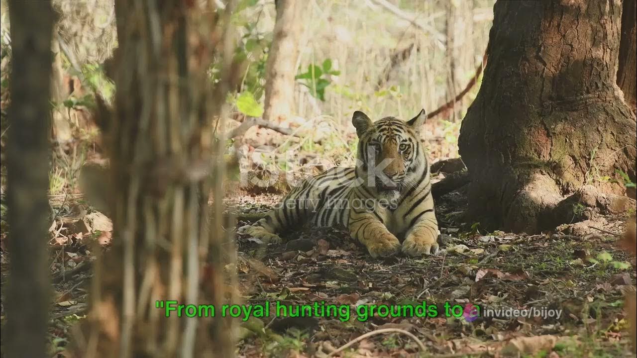 Bandhavgarh National Park India's Wildlife Gem - YouTube