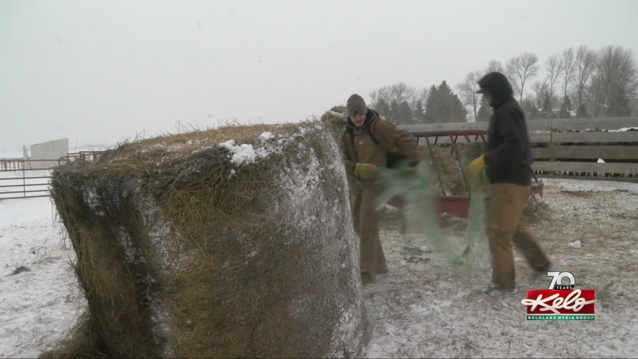 Snow days turn into hay days for youth at Brandon farm