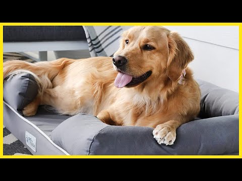 Top 5 Very Best Dog Beds For Large Dogs 2024