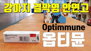 옵티뮨(Optimmune) - 강아지 건성각결막염(안구건조증) 약] 소개해주는 동물약국 [금호동광주동물약국] 용법 가격