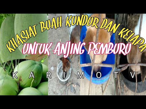 Video: Apakah Anjing Pemburu Perlu Berburu Agar Bahagia?