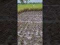 semai padi dengan cara manual