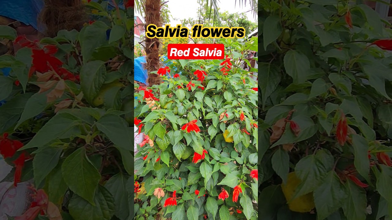 𝙎𝙖𝙡𝙫𝙞𝙖 𝙥𝙡𝙖𝙣𝙩 ( red flowers  ) 